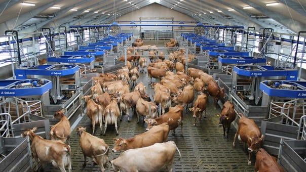 VMS™ Batch Milking verändert die Milchwirtschaft weltweit